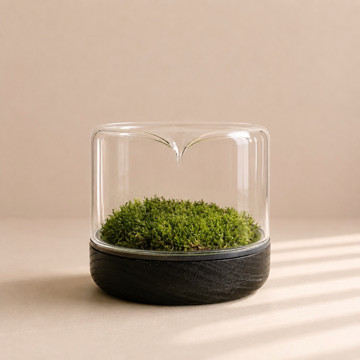 Mossarium Black Oak